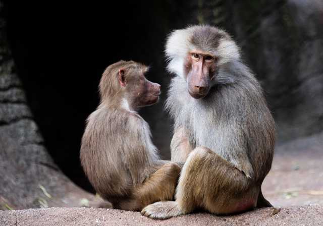 Safari privé pour couples et vacances à Zanzibar