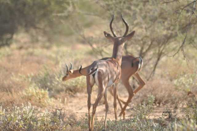 Experiência de Safari de 3 Dias em Amboseli