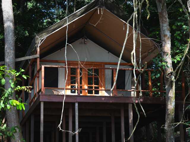 Experiência com Gorilas das Terras Baixas em África: Último Éden "GABÃO"