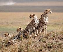 Aventure tanzanienne : 10 jours au cœur de la faune africaine - Safari dans le Serengeti - Safari dans le Serengeti