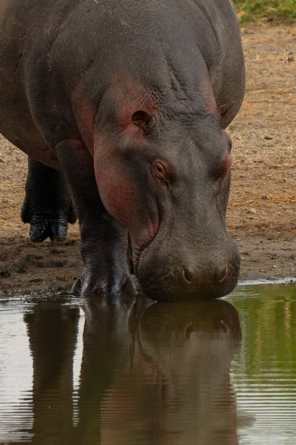Esperienza Safari della Grande Migrazione di 7 Giorni - Tour del cratere di Ngorongoro, poi direzione il parco nazionale di Tarangire - Foto del giorno
