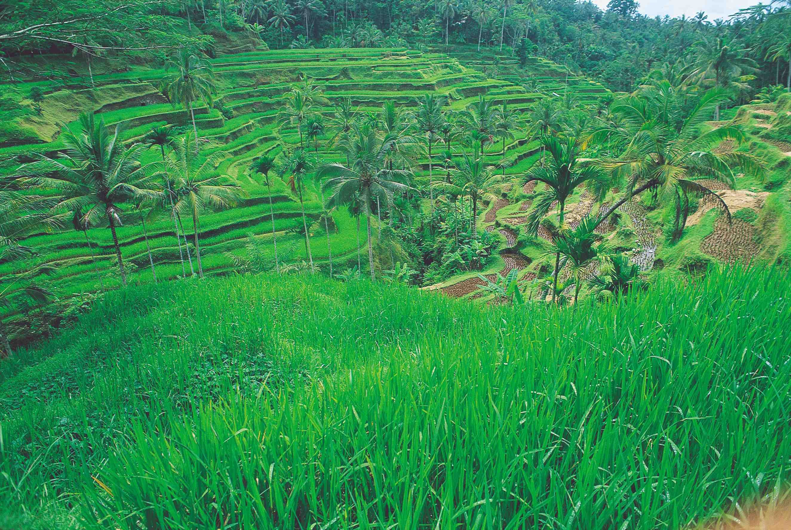BALI, FLORES EN SUMATRA: DE GROTE REIS - Ruteng naar Labuan Bajo - Ruteng vers Labuan Bajo