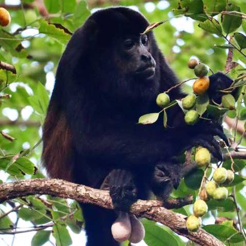 Natuurlijke wonderen van Costa Rica