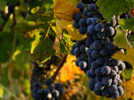 A Taste of Italy - Milan, Bologna and Rimini - Private Wine Tour - Photo of the day