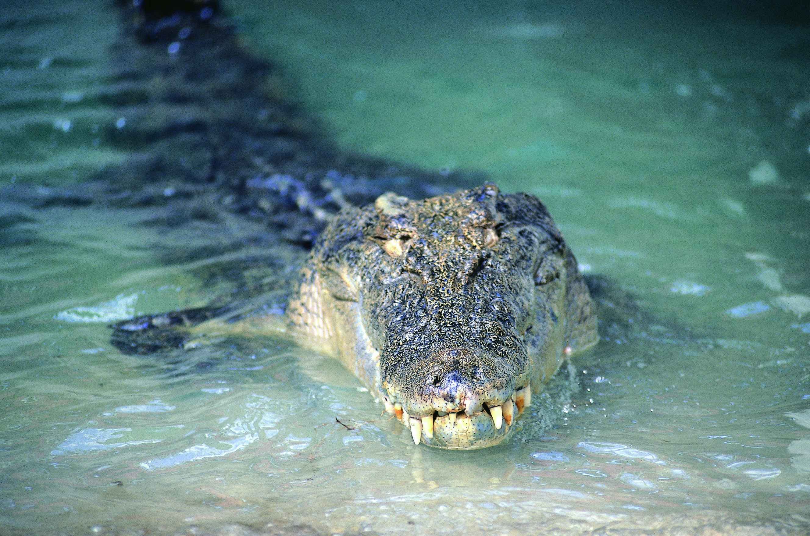 Lune de miel en Terre Australe - Bamurru Plains - Darwin - Bamurru Plains - Darwin