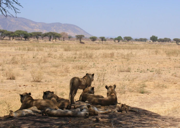Explorez les paysages variés et la faune des trésors cachés de la Tanzanie - Safari en voiture dans le parc national de Ruaha - Photo du jour