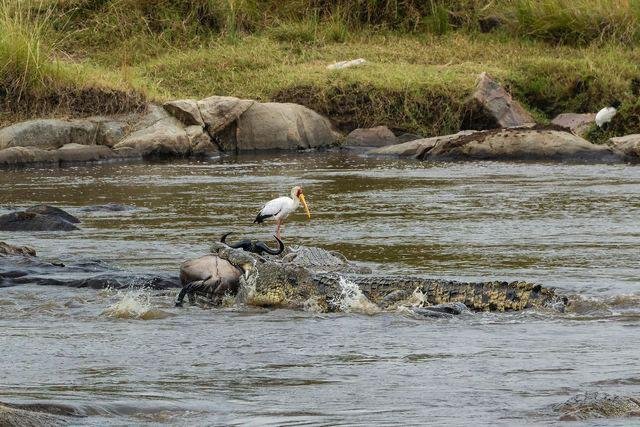 Safari de 3 dias pela Grande Migração no Serengeti: Siga a jornada mais épica da natureza - Último Safári Matinal e Partida - Foto do dia