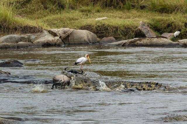 Safari di 3 giorni nella Grande Migrazione del Serengeti: Segui il viaggio più epico della natura