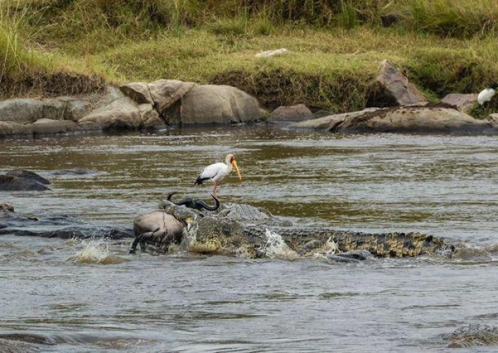 Safari de 3 días por la Gran Migración del Serengeti: Sigue el viaje más épico de la naturaleza - Safari matutino final y salida - Foto del día