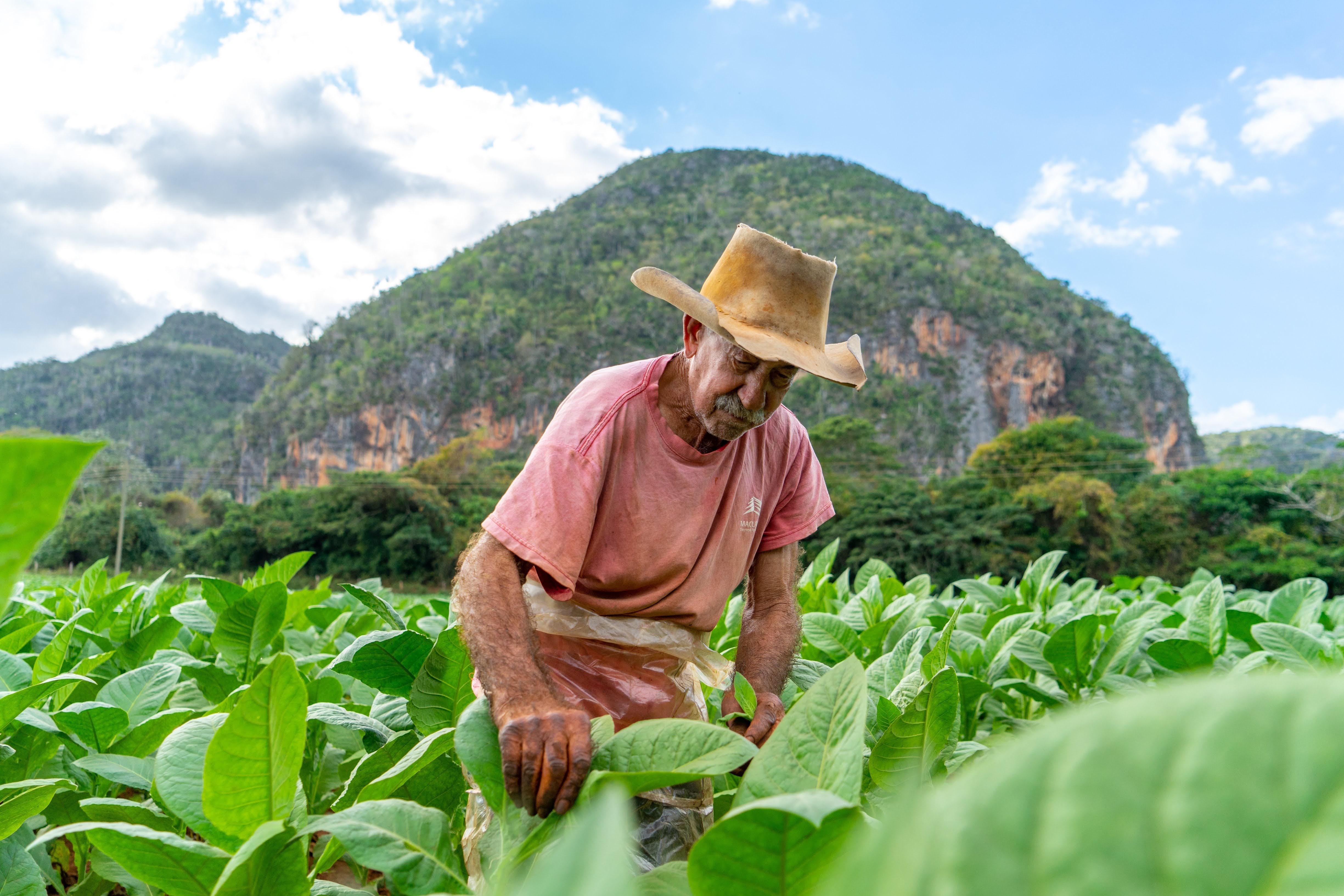 Cuba, Única en su clase - Viñales con actividades opcionales - Visita a una finca de tabaco, cena en una finca orgánica local, salsa - Foto del día