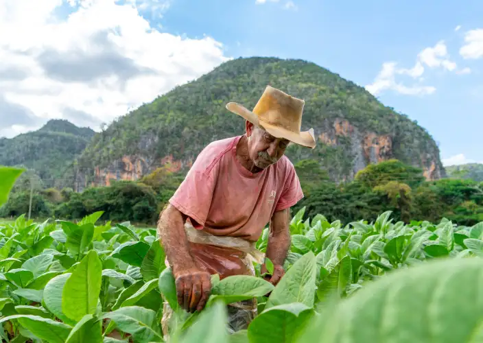 Cuba, Uniek - Vinales met optionele activiteiten - Bezoek aan een tabaksboerderij, diner op een lokale biologische boerderij, salsa - Foto van de dag