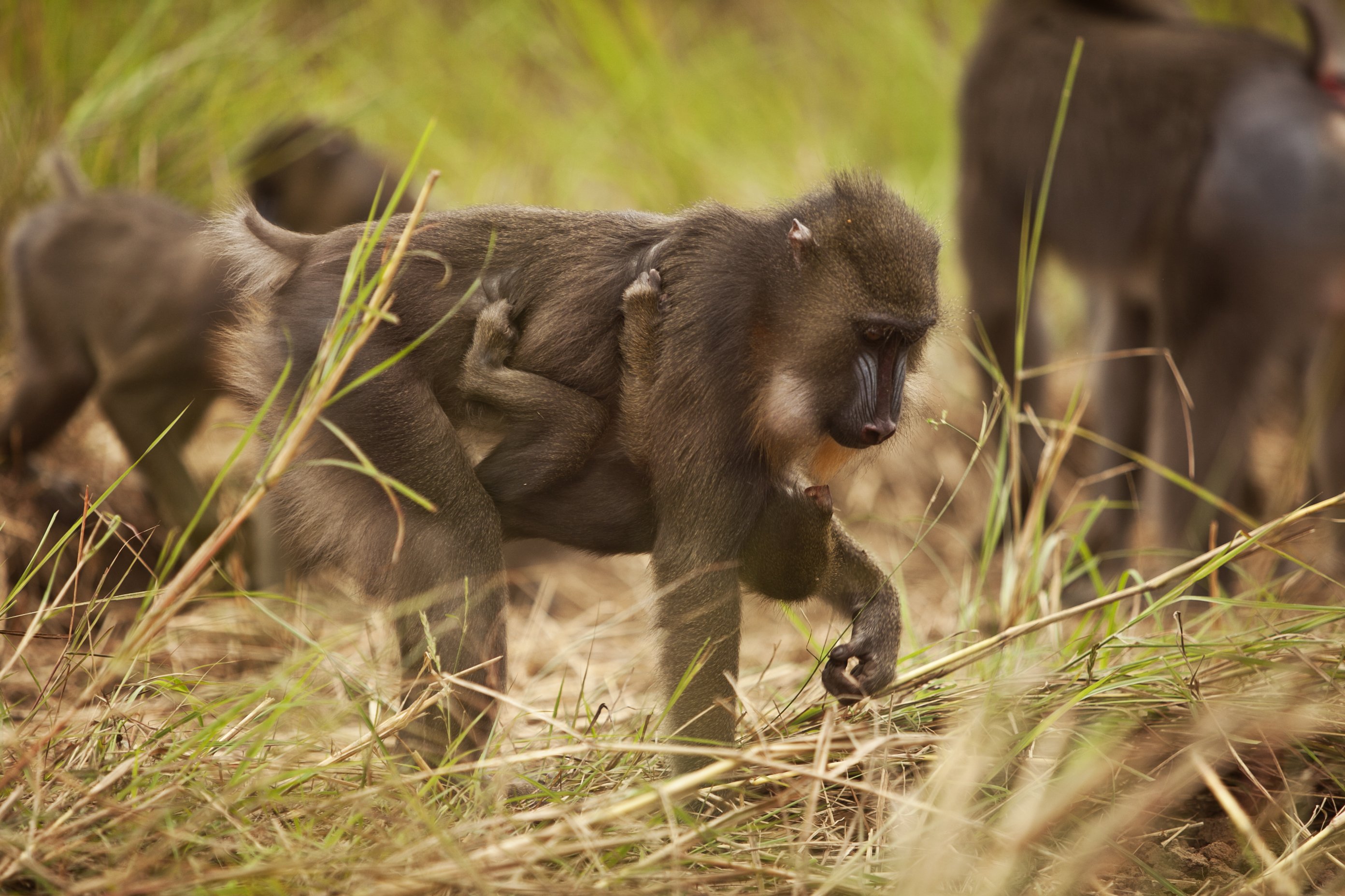 Avontuur in het hart van het nationaal park Lope - Ontdekking van het nationaal park Lope - Foto van de dag