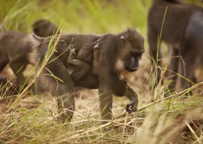 Avontuur in het hart van het nationaal park Lope - Ontdekking van het nationaal park Lope - Foto van de dag