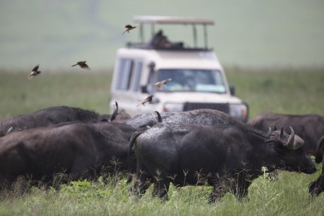 Safari de 3 dias pela Grande Migração no Serengeti: Siga a jornada mais épica da natureza - Grandes Travessias de Rios da Migração - Foto do dia