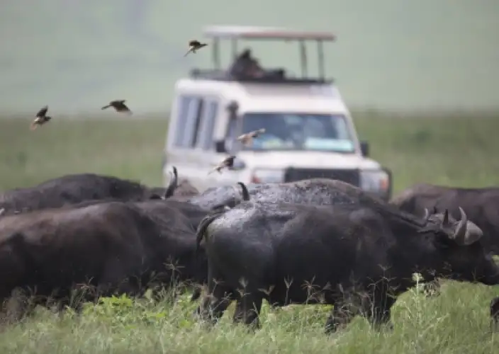 Safari de 3 jours dans le Serengeti pour la grande migration : Suivez le voyage le plus épique de la nature - Traversées de rivière de la Grande Migration - Photo du jour