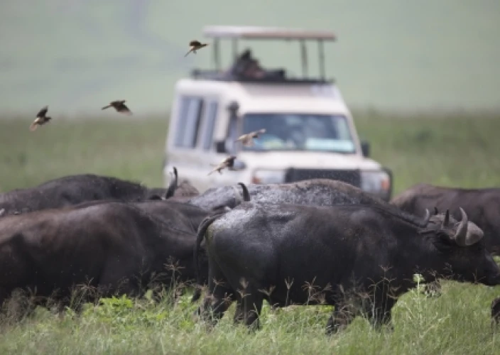Safari de 3 días por la Gran Migración del Serengeti: Sigue el viaje más épico de la naturaleza - Grandes Cruces de Río de la Gran Migración - Foto del día