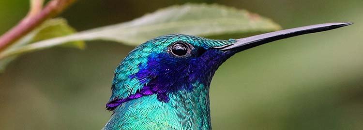 Fauna y flora de Ecuador - Los secretos del bosque - Les secrets de la forêt