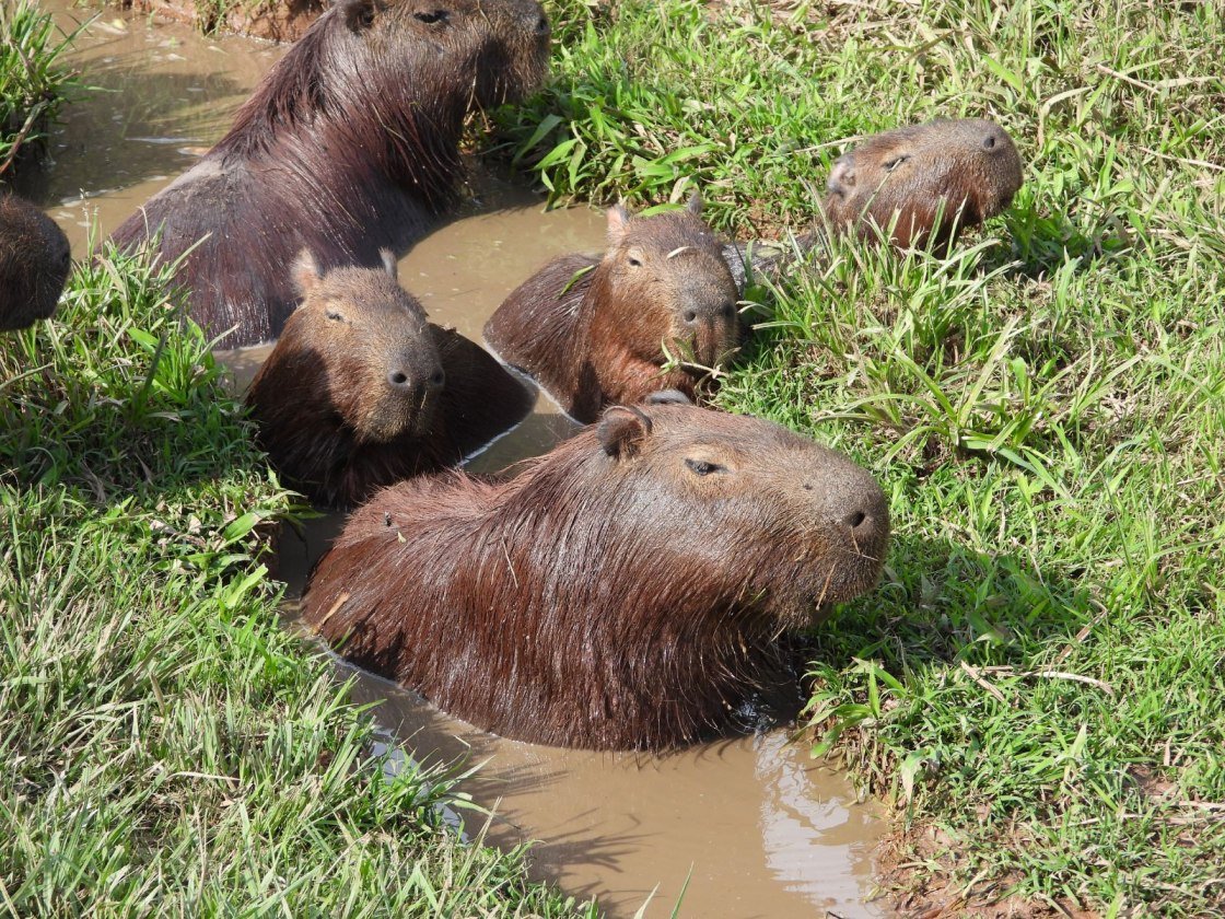 De onontdekte wonderen van het noordoosten van Argentinië - Posadas - Posada Uguay - Esteros del Iberá - Posadas - Posada Uguay - Esteros del Iberá