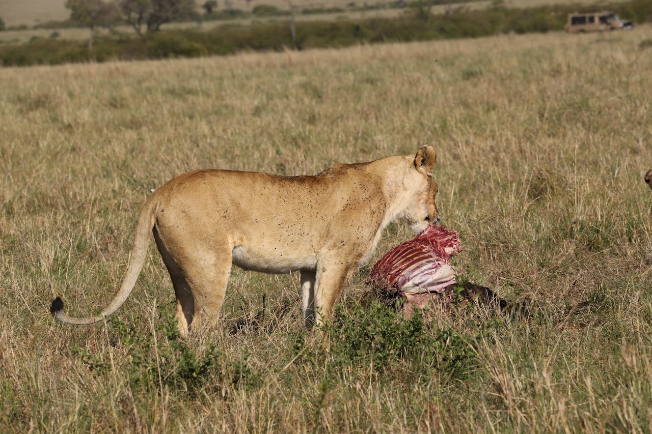2 Días de Safari de Escapada a Tarangire y Ngorongoro - Día 2: Tour por el Cráter de Ngorongoro y Salida - Foto del día