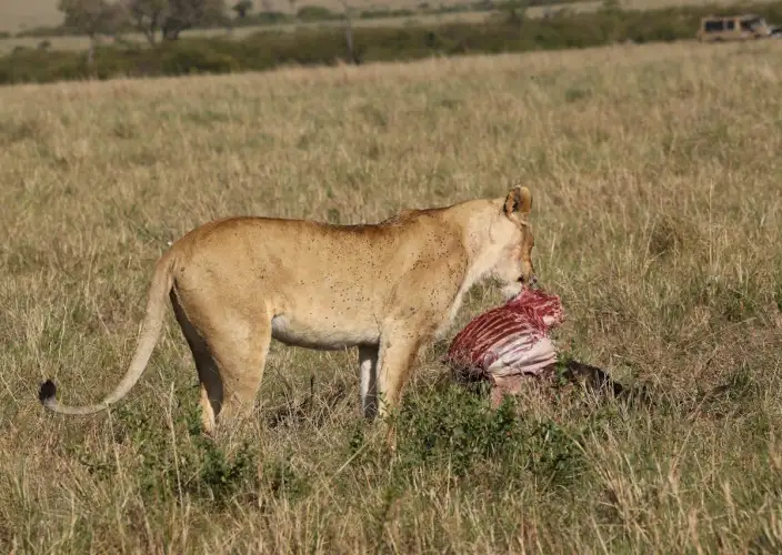 2 Giorni Safari Fuga a Tarangire e Ngorongoro - Tour del Cratere di Ngorongoro e Partenza - Foto del giorno