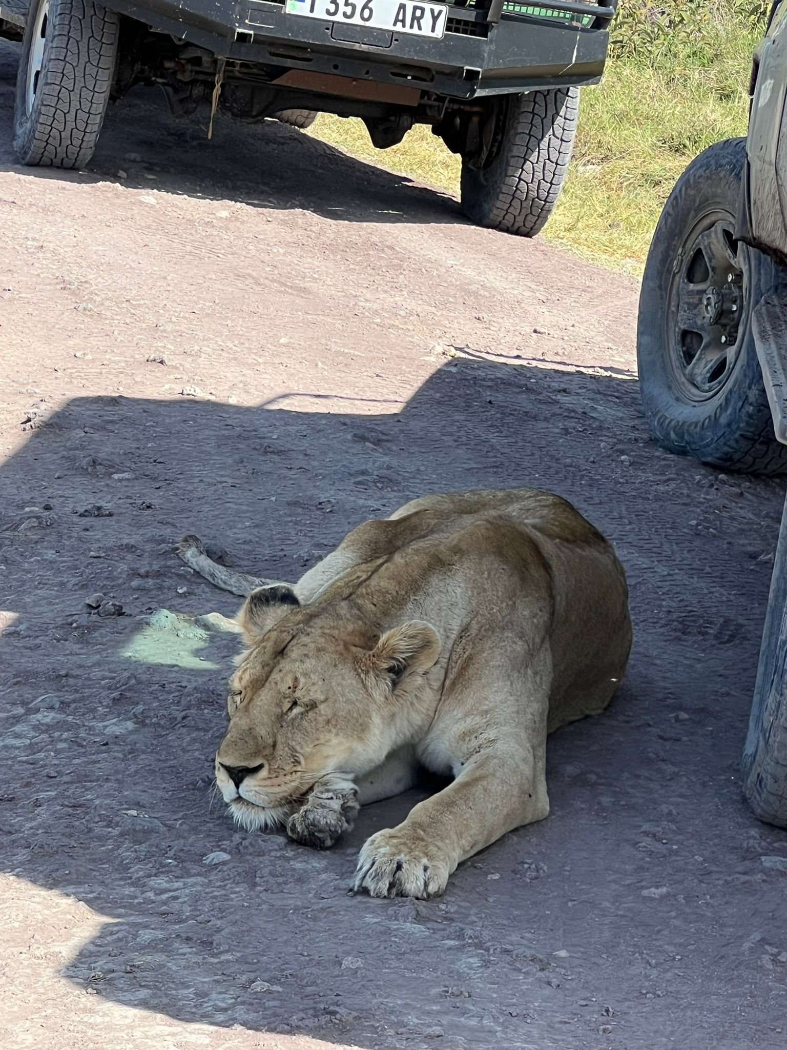Esperienza Safari della Grande Migrazione di 7 Giorni - Tour del cratere di Ngorongoro, poi direzione il parco nazionale di Tarangire - Foto del giorno