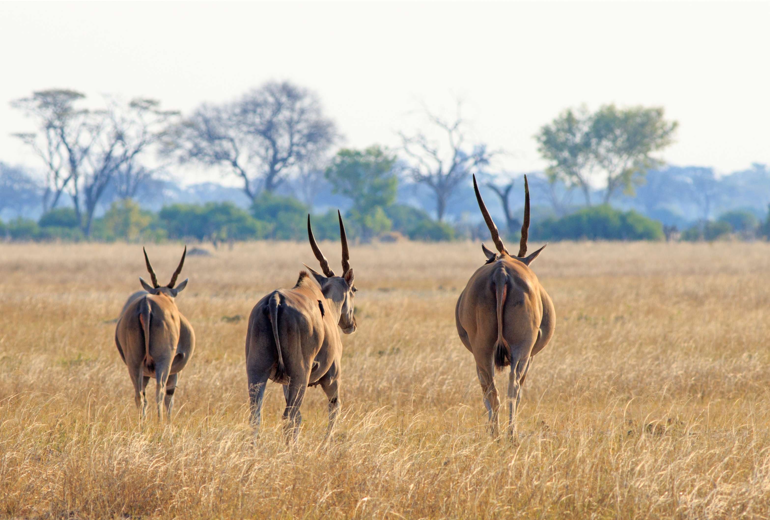 Geleide rondreis - De hoogtepunten van Zimbabwe - Vertrek - Départ