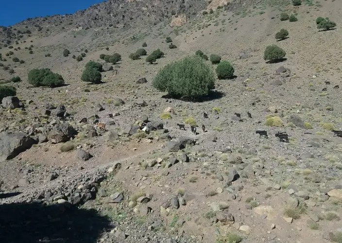 Senderismo Toubkal 5 días - Tizi Oussem - Tizi Mzik - Aremd. 1900 m - Tizi Oussem - Tizi Mzik - Aremd. 1900m