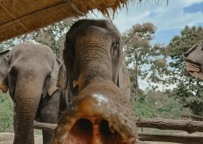 Thailand: essentials en jungles van Kanchanaburi - Chiang Mai. Bezoek aan het olifantenopvangcentrum - Foto van de dag