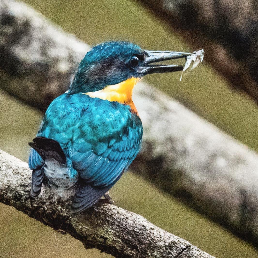Von der Karibikküste bis zum Pazifik von Costa Rica. - Fauna und Flora von Costa Rica - Faune et flore du Costa Rica