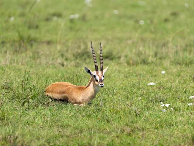 14 Dagen Safari & Strand: De Tanzania Huwelijksreis Ontsnapping