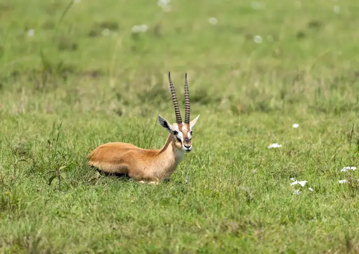 14 Días de Safari y Arena: La Escapada de Luna de Miel en Tanzania - Experiencia con fauna salvaje de serval - Foto del día