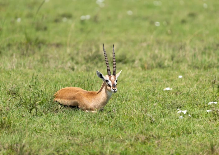 14 Dias de Safari & Praia: A Fuga de Lua de Mel na Tanzânia - Experiência com a Vida Selvagem do Serval - Foto do dia