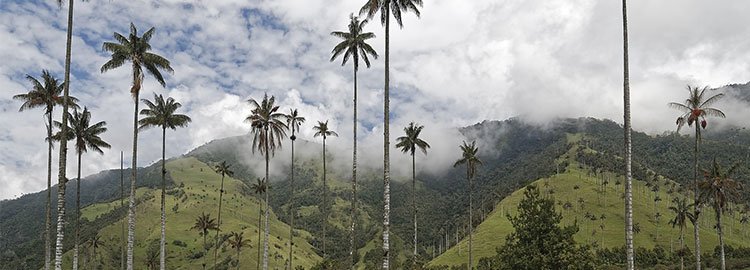Les beautés de la Colombie - La Vallée de Cocora - La Vallée de Cocora