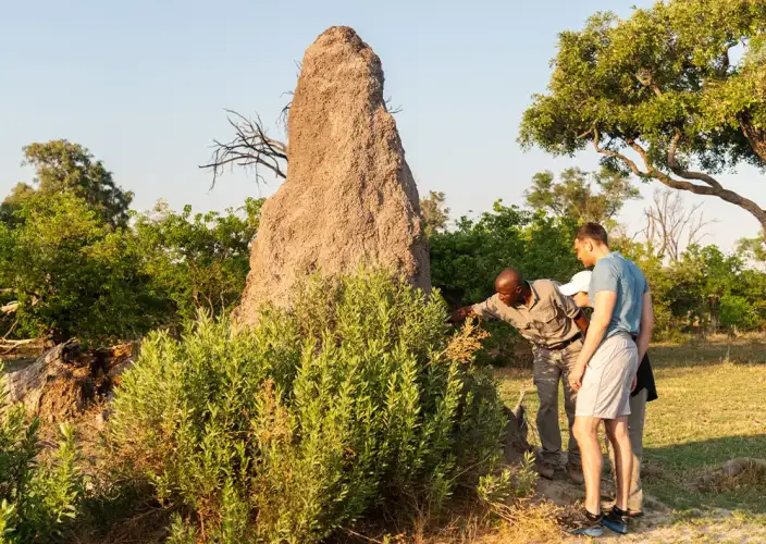 Khwai on Foot - On Foot through Khwai & Overnight at Skybeds - Photo of the day