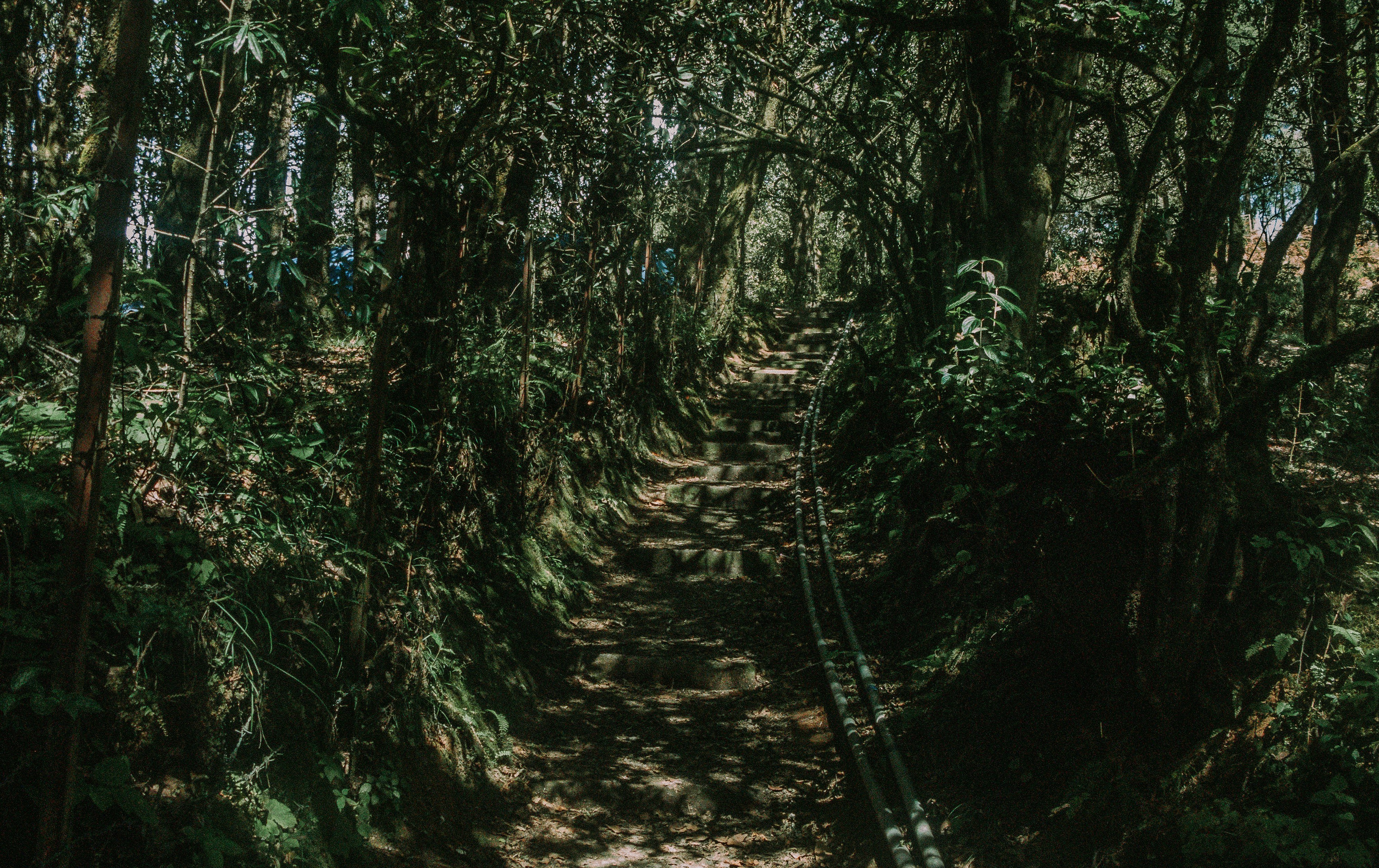 The Ultimate 3-Day Bwindi Gorilla Encounter - Departure - Photo of the day