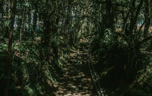The Ultimate 3-Day Bwindi Gorilla Encounter