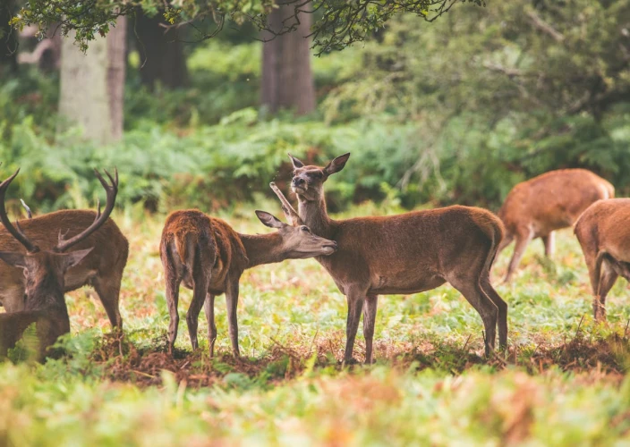 2 Tage Tarangire & Ngorongoro Kurzurlaub Safari - Arusha nach Tarangire Nationalpark - Tagesfoto