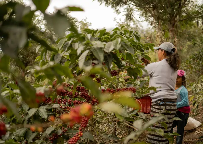 14-Day Grand Uganda Safari Experience - Kisoro Coffee Experience - Photo of the day