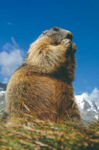 Descubra a arte da fotografia de animais selvagens no Jura.