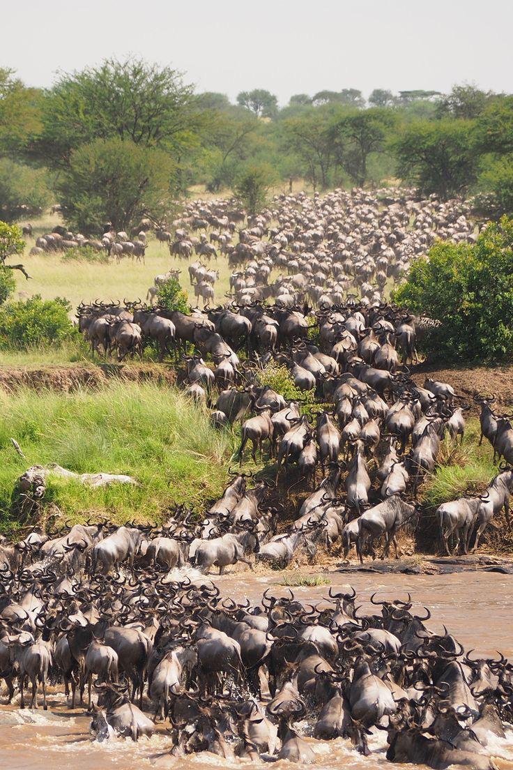 Unforgettable Adventure of Wilderness - Serengeti National Park via Ngorongoro Highlands - Photo of the day