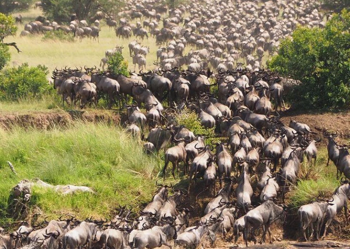 Aventure inoubliable dans la nature sauvage - Parc national du Serengeti via les Hautes terres du Ngorongoro - Photo du jour