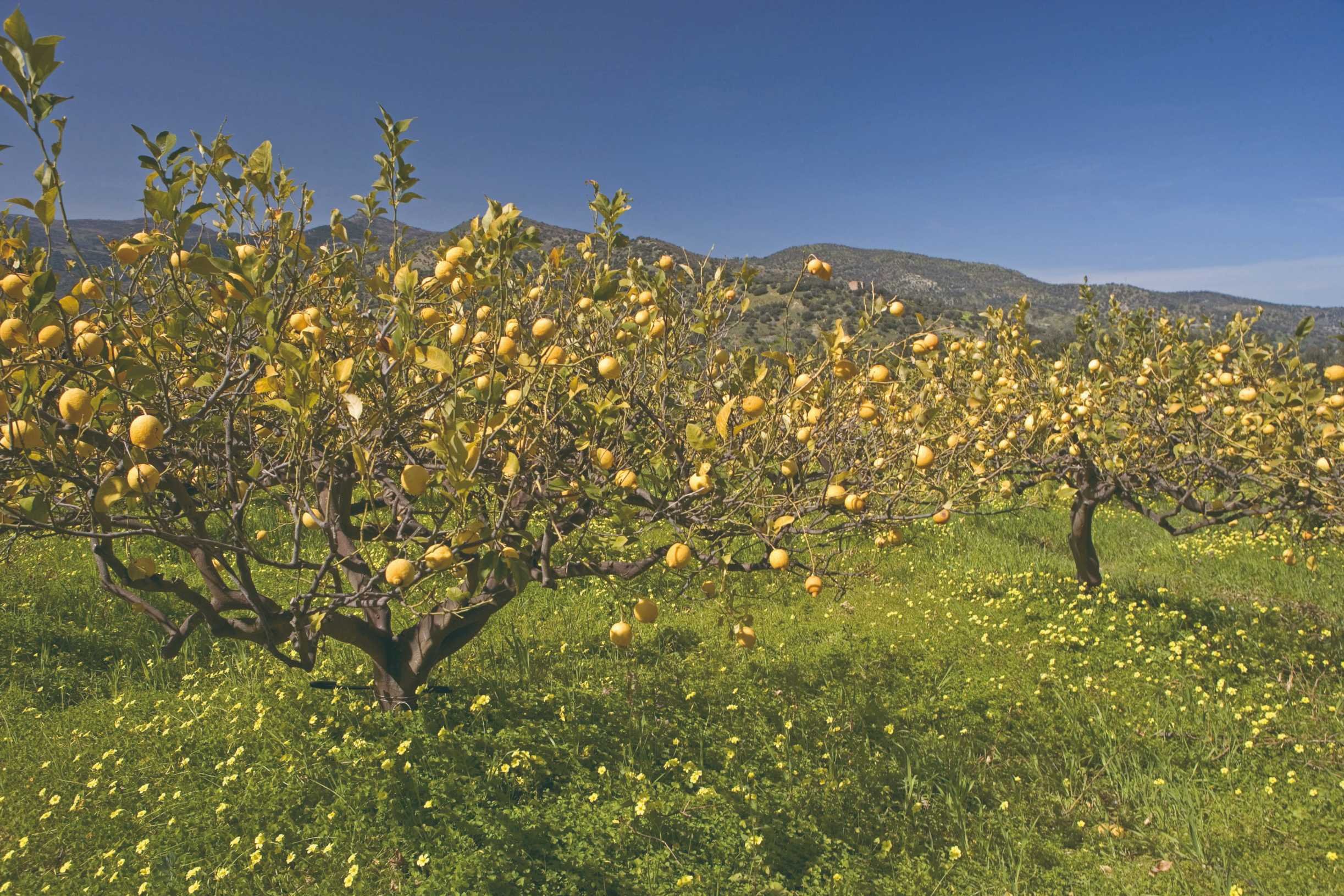 Grote tour en windturbines - Le Madonie - Ontspanning - Le Madonie - Détente
