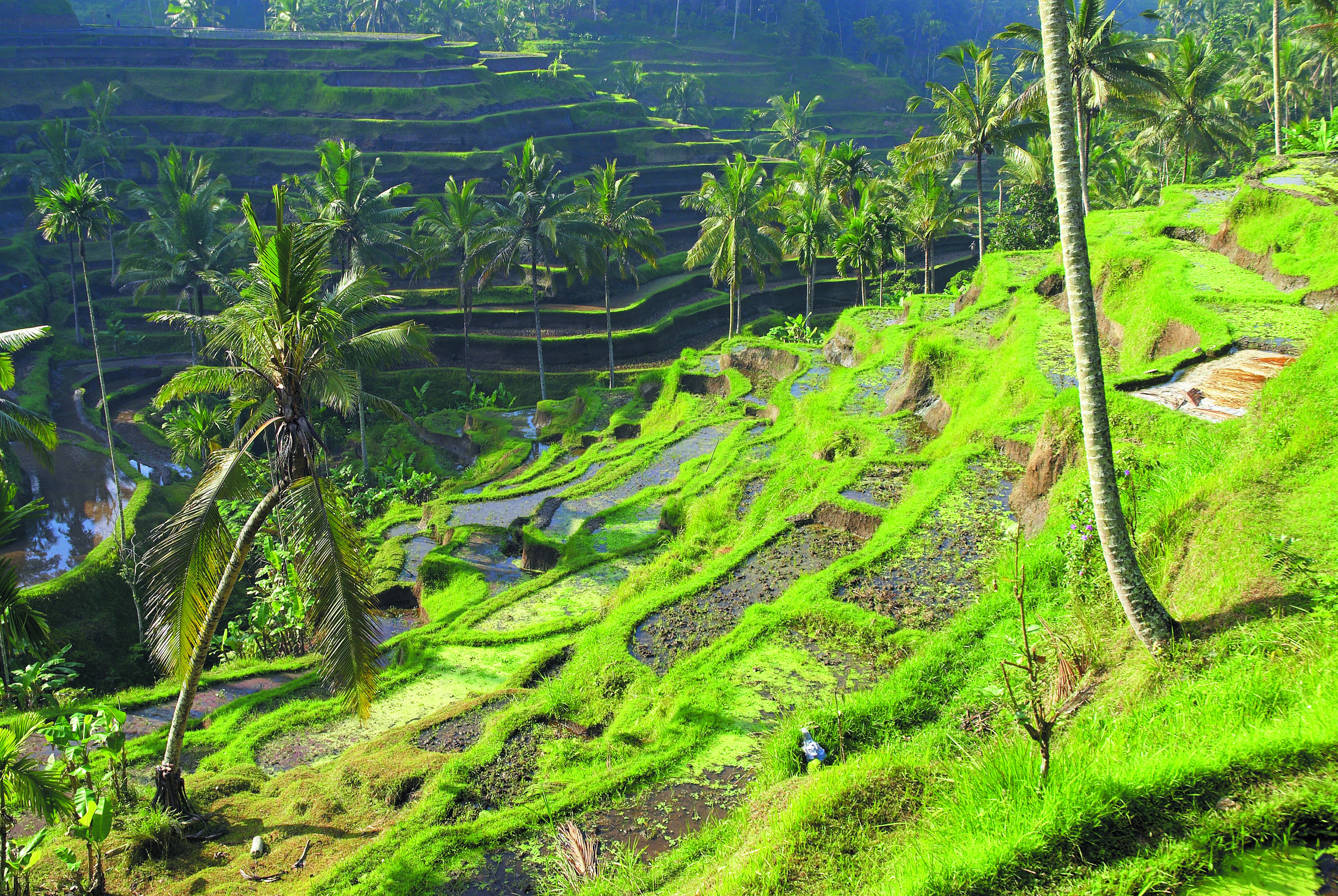 Uw gezinsreis naar Bali - UBUD - Dorp Tenganan, Goa Lawah - UBUD - Village de Tenganan, Goa Lawah