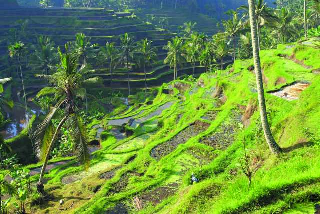 Votre voyage en famille à Bali