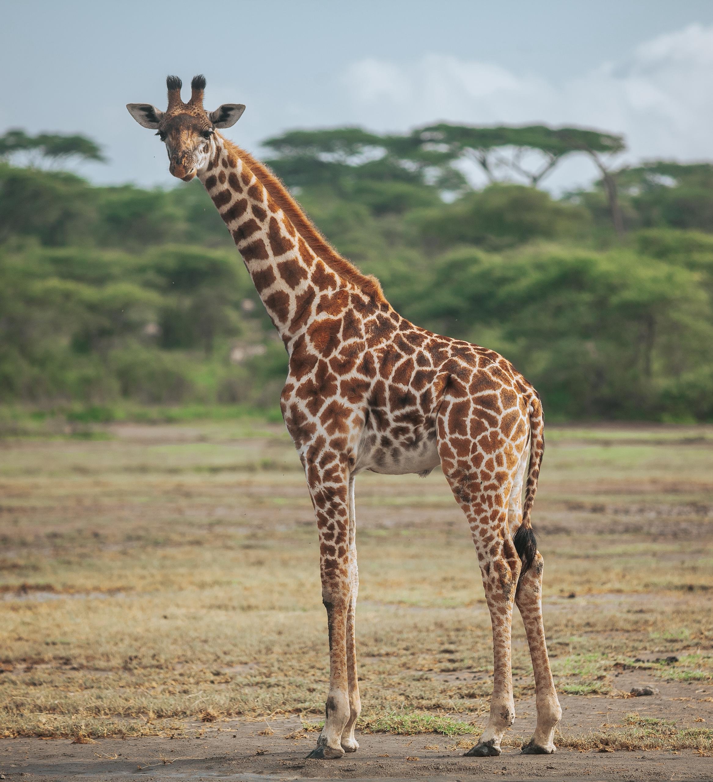 8 Jours Safari Grande Migration du Serengeti & Traversée de la Rivière Mara - Karatu vers le parc national du Serengeti central - Photo du jour