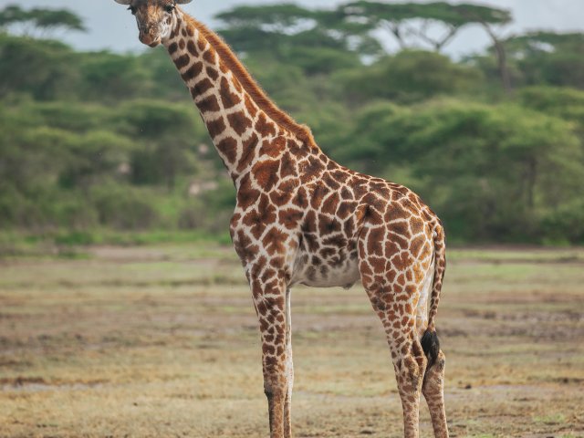 8 Jours Safari Grande Migration du Serengeti & Traversée de la Rivière Mara