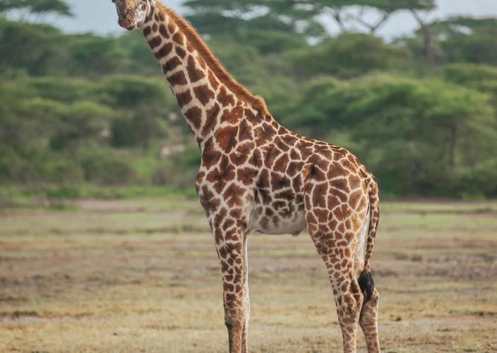 8 Days Serengeti Great Migration & Mara River Crossing Safari - Karatu to Central Serengeti National Park - Photo of the day