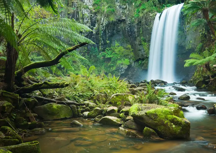Alquiler de furgonetas camper - La Gran Carretera Oceánica - Parque Nacional de Cape Otway - Tagesfoto