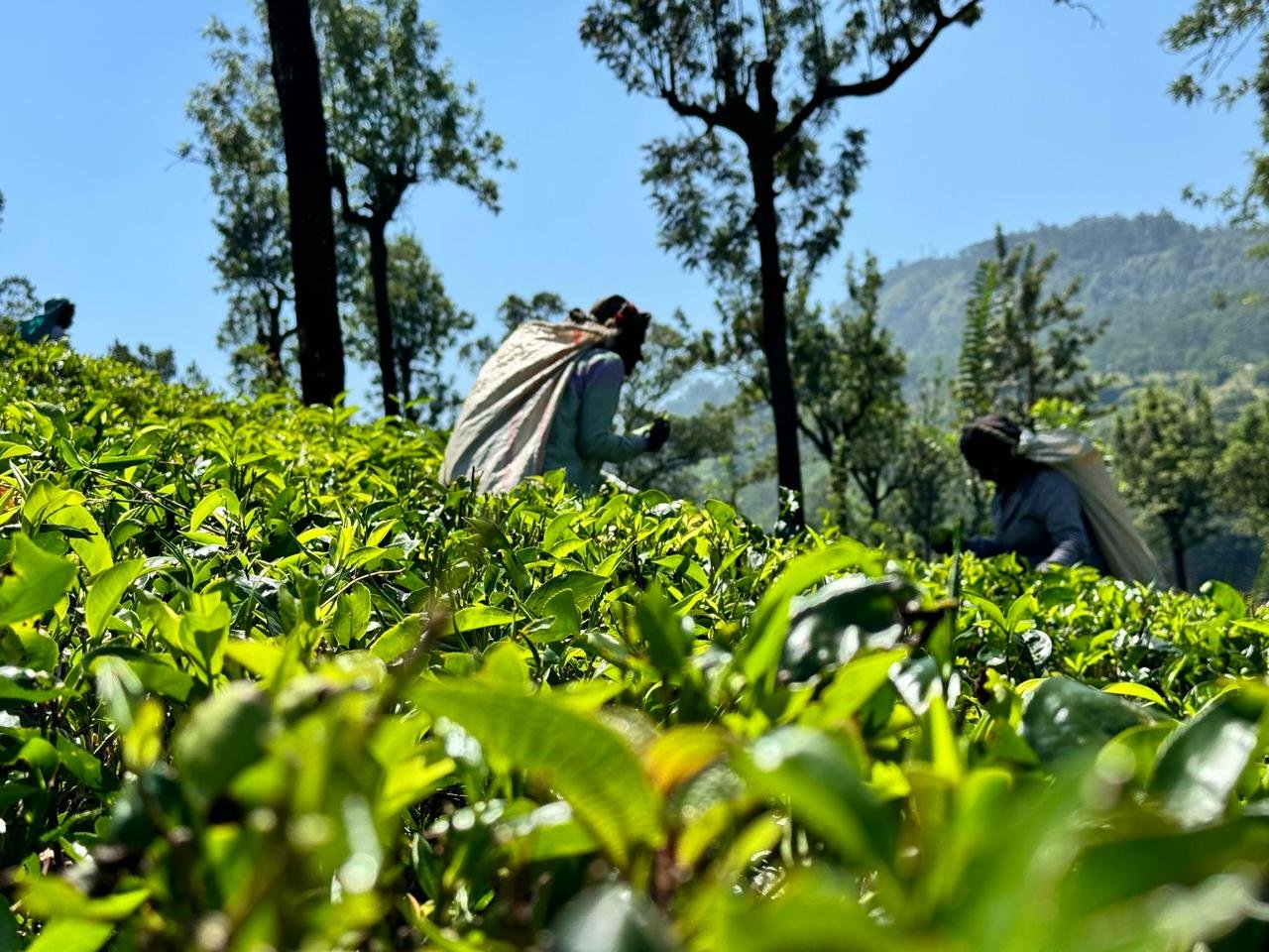 Encuentros insólitos en el país del oro verde - Inmersión en las plantaciones de té - Foto del día