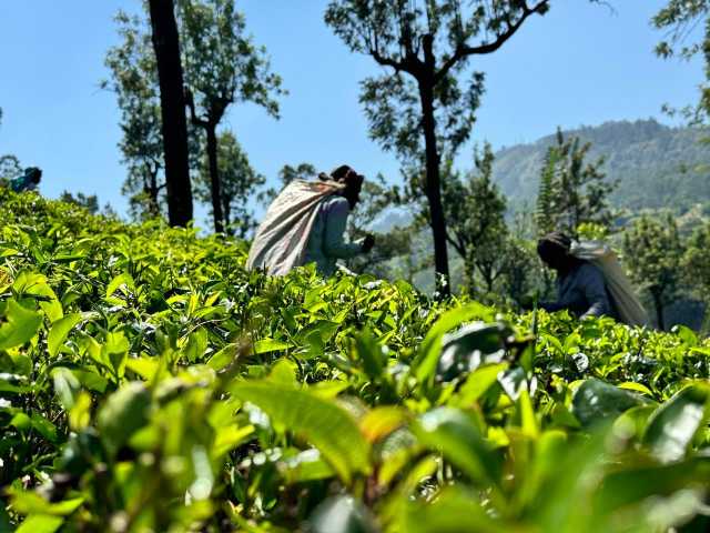 Ongewone ontmoetingen in het land van het groene goud